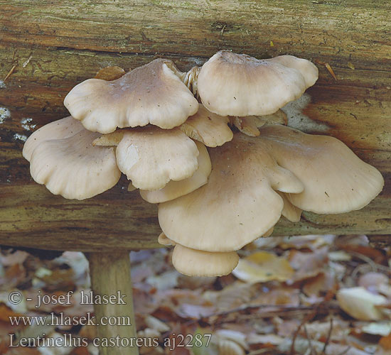 Lentinellus castoreus Lentinus angustifolius Houžovec bobří Húževnatček bobrí Karvasahaheltta Bävermussling Twardówka bobrza Beversagsopp Børstehåret savbladhat Biberzähling Biber-Zähling Aniszähling Bävermussling