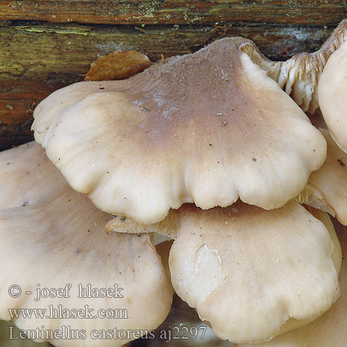 Lentinellus castoreus Karvasahaheltta Bävermussling Twardówka bobrza Beversagsopp Børstehåret savbladhat Biberzähling Biber-Zähling Aniszähling Bävermussling Lentinus angustifolius Houžovec bobří Húževnatček bobrí