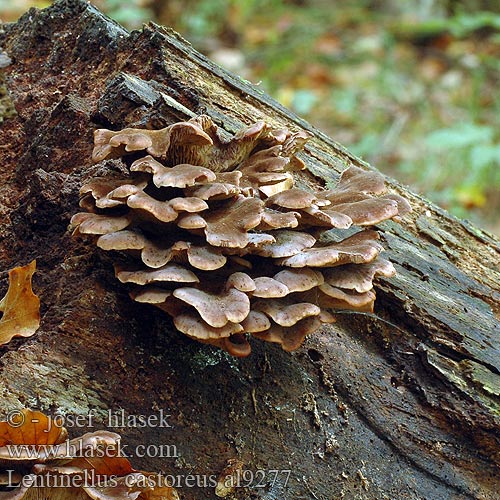 Houžovec bobří Húževnatček bobrí Karvasahaheltta Bävermussling Twardówka bobrza Beversagsopp Børstehåret savbladhat Lentinellus castoreus Biberzähling Biber-Zähling Aniszähling Lentinus angustifolius