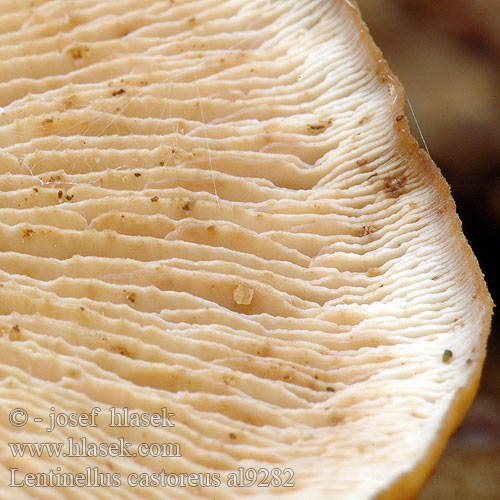 Twardówka bobrza Beversagsopp Børstehåret savbladhat Lentinellus castoreus Biberzähling Biber-Zähling Aniszähling Lentinus angustifolius Houžovec bobří Húževnatček bobrí Karvasahaheltta Bävermussling