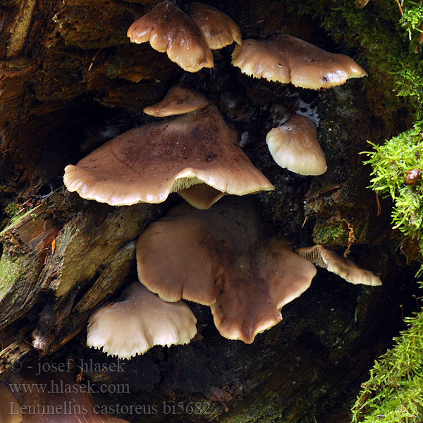 Biberzähling Biber-Zähling Aniszähling Lentinus angustifolius Houžovec bobří Húževnatček bobrí Karvasahaheltta Bävermussling Twardówka bobrza Beversagsopp Børstehåret savbladhat Lentinellus castoreus