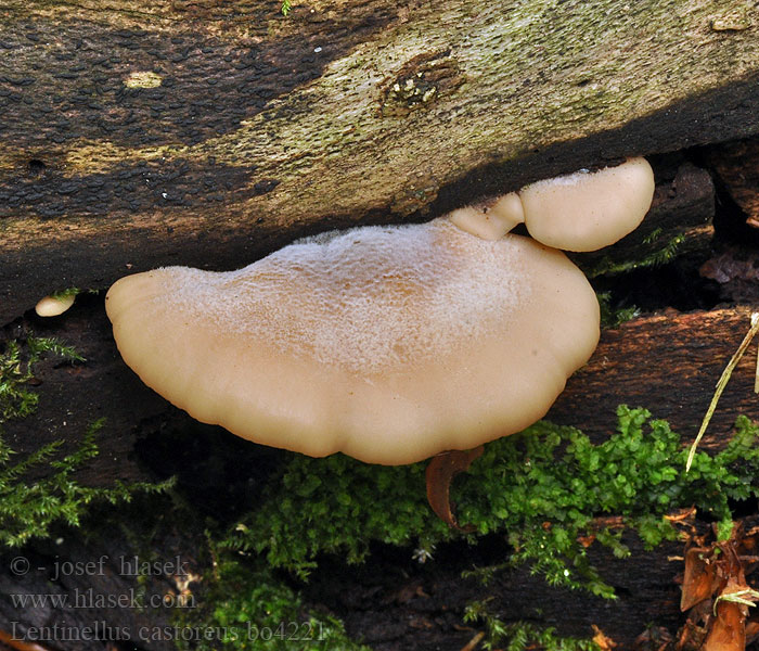 Lentinellus castoreus Biberzähling Biber-Zähling Aniszähling Lentinus angustifolius Houžovec bobří Húževnatček bobrí Karvasahaheltta Bävermussling