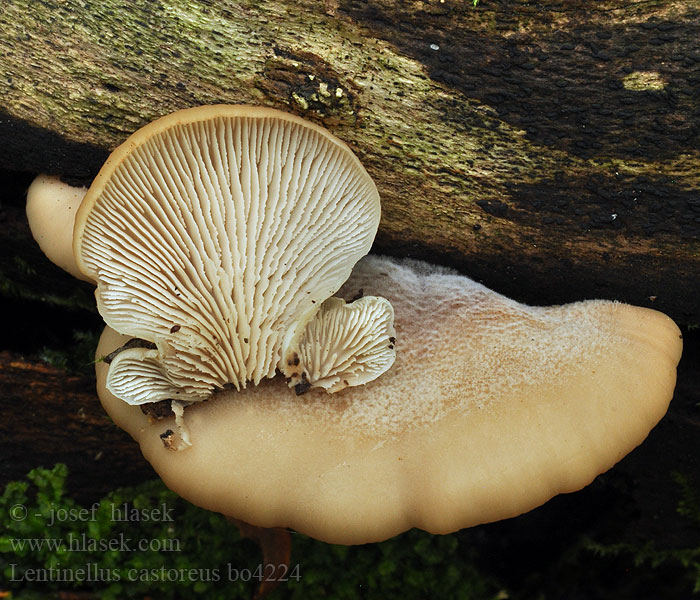 Lentinellus castoreus Biberzähling Biber-Zähling Aniszähling Lentinus angustifolius Houžovec bobří Húževnatček bobrí Karvasahaheltta Bävermussling