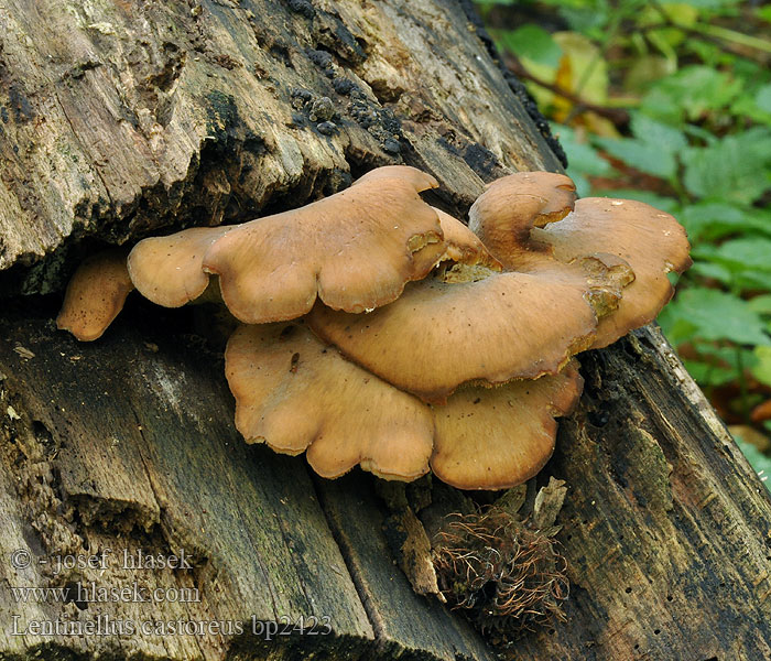 Lentinellus castoreus Biberzähling Biber-Zähling Aniszähling Lentinus angustifolius Houžovec bobří Húževnatček bobrí Karvasahaheltta Bävermussling