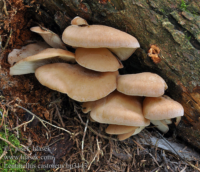 Lentinellus castoreus Biberzähling Biber-Zähling Aniszähling Lentinus angustifolius Houžovec bobří Húževnatček bobrí Karvasahaheltta Bävermussling