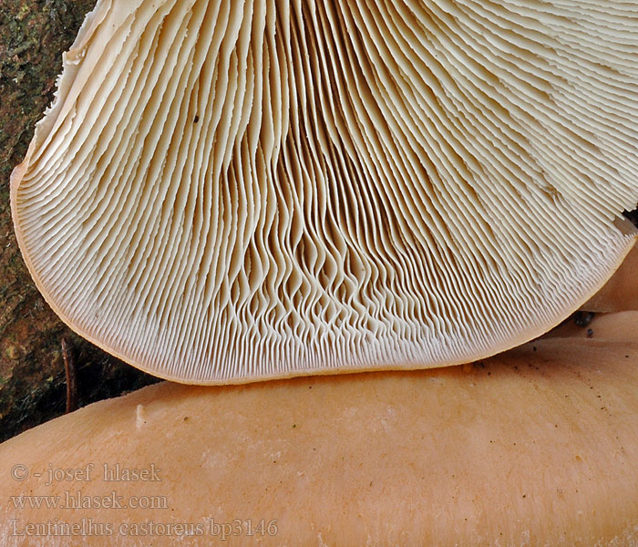 Lentinellus castoreus Biberzähling Biber-Zähling Aniszähling Lentinus angustifolius Houžovec bobří Húževnatček bobrí Karvasahaheltta Bävermussling