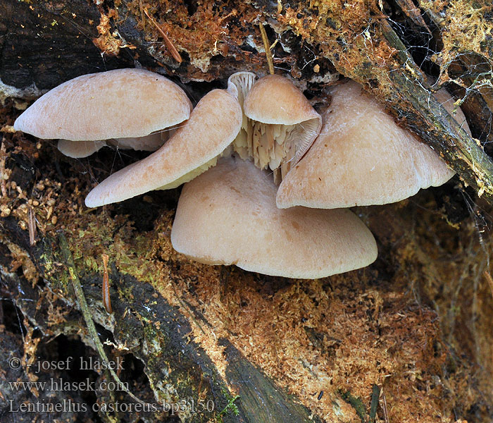 Lentinellus castoreus Biberzähling Biber-Zähling Aniszähling Lentinus angustifolius Houžovec bobří Húževnatček bobrí Karvasahaheltta Bävermussling