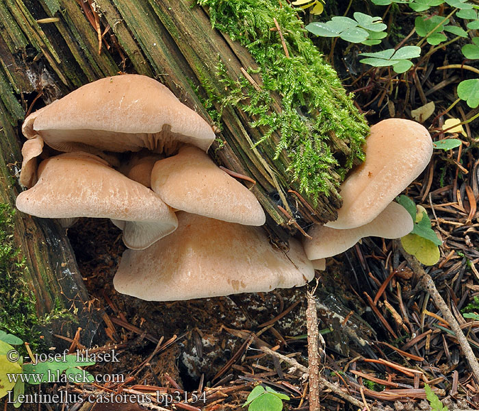 Lentinellus castoreus Biberzähling Biber-Zähling Aniszähling Lentinus angustifolius Houžovec bobří Húževnatček bobrí Karvasahaheltta Bävermussling