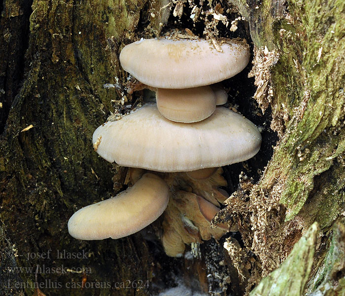 Houžovec bobří Houževnatec Lentinellus castoreus