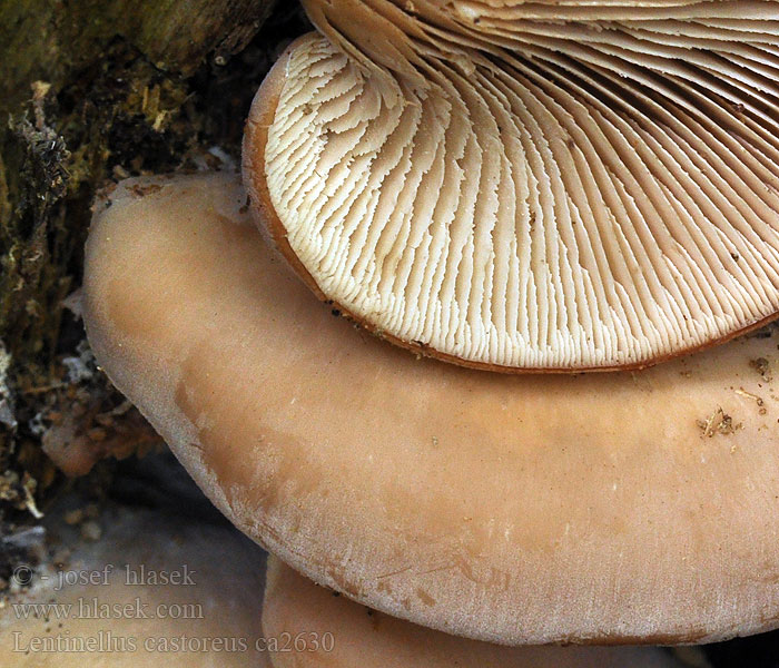 Húževnatček bobrí Lentinellus castoreus