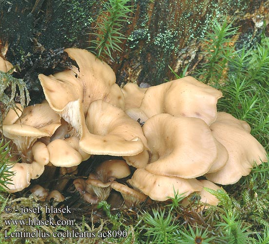 Lentinellus cochleatus Houžovec hlemýžďovitý Twardówka muszlowata anyżkowa Húževnatček ulitovitý Aniseed Cockleshell Nicoreaţă Lentin colimaçon Janeževa žilavka Bruine Anijszwam Anis-savbladhat Tuoksusahaheltta ミミナミハタケ（ Anis-Zähling Anissagsopp Пилолистник ракушковидный Trattmussling