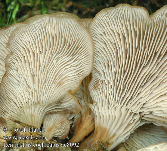 Lentinellus cochleatus Aniseed Cockleshell Nicoreaţă Lentin colimaçon Janeževa žilavka Bruine Anijszwam Anis-savbladhat Tuoksusahaheltta ミミナミハタケ（ Anis-Zähling Anissagsopp Пилолистник ракушковидный Trattmussling Houžovec hlemýžďovitý Twardówka muszlowata anyżkowa Húževnatček ulitovitý