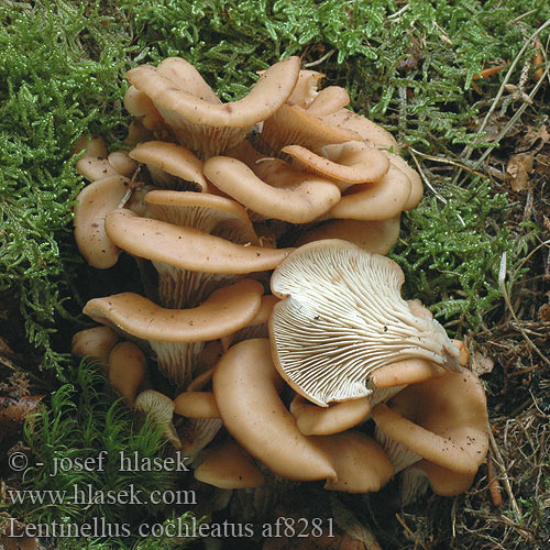 Lentinellus cochleatus ミミナミハタケ（ Anis-Zähling Anissagsopp Пилолистник ракушковидный Trattmussling Houžovec hlemýžďovitý Twardówka muszlowata anyżkowa Húževnatček ulitovitý Aniseed Cockleshell Nicoreaţă Lentin colimaçon Janeževa žilavka Bruine Anijszwam Anis-savbladhat Tuoksusahaheltta