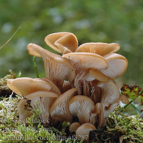 Lentinellus cochleatus Пилолистник ракушковидный Trattmussling Houžovec hlemýžďovitý Twardówka muszlowata anyżkowa Húževnatček ulitovitý Aniseed Cockleshell Nicoreaţă Lentin colimaçon Janeževa žilavka Bruine Anijszwam Anis-savbladhat Tuoksusahaheltta ミミナミハタケ（ Anis-Zähling Anissagsopp