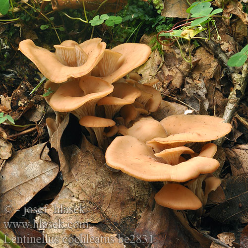 Houžovec hlemýžďovitý Twardówka muszlowata anyżkowa Húževnatček ulitovitý Aniseed Cockleshell Nicoreaţă Lentin colimaçon Janeževa žilavka Bruine Anijszwam Anis-savbladhat Tuoksusahaheltta ミミナミハタケ（ Anis-Zähling Anissagsopp Lentinellus cochleatus Пилолистник ракушковидный Trattmussling