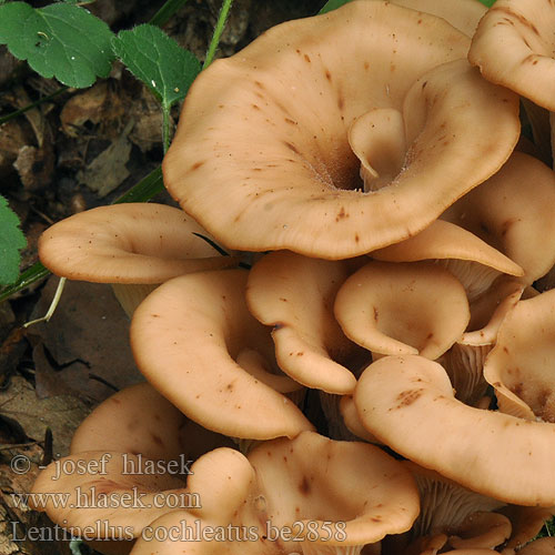 Lentin colimaçon Janeževa žilavka Bruine Anijszwam Anis-savbladhat Tuoksusahaheltta ミミナミハタケ（ Anis-Zähling Anissagsopp Lentinellus cochleatus Пилолистник ракушковидный Trattmussling Houžovec hlemýžďovitý Twardówka muszlowata anyżkowa Húževnatček ulitovitý Aniseed Cockleshell Nicoreaţă