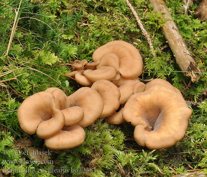 Lentinellus cochleatus Bruine Anijszwam Anis-savbladhat Tuoksusahaheltta ミミナミハタケ（ Anis-Zähling Anissagsopp Пилолистник ракушковидный Trattmussling Houžovec hlemýžďovitý Twardówka muszlowata anyżkowa Húževnatček ulitovitý Aniseed Cockleshell Nicoreaţă Lentin colimaçon Janeževa žilavka