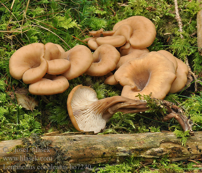 Lentinellus cochleatus Bruine Anijszwam Anis-savbladhat Tuoksusahaheltta ミミナミハタケ（ Anis-Zähling Anissagsopp Пилолистник ракушковидный Trattmussling Houžovec hlemýžďovitý Twardówka muszlowata anyżkowa Húževnatček ulitovitý Aniseed Cockleshell Nicoreaţă Lentin colimaçon Janeževa žilavka