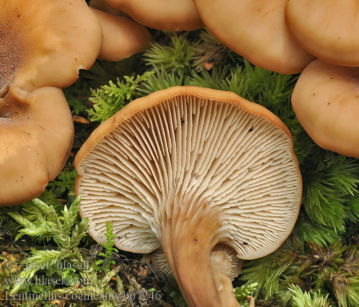 Lentinellus cochleatusAnis-Zähling Anissagsopp Пилолистник ракушковидный Trattmussling Houžovec hlemýžďovitý Twardówka muszlowata anyżkowa Húževnatček ulitovitý Aniseed Cockleshell Nicoreaţă Lentin colimaçon Janeževa žilavka