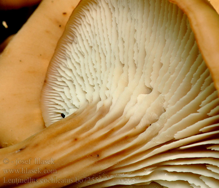 Lentinellus cochleatusAnis-Zähling Anissagsopp Пилолистник ракушковидный Trattmussling Houžovec hlemýžďovitý Twardówka muszlowata anyżkowa Húževnatček ulitovitý Aniseed Cockleshell Nicoreaţă Lentin colimaçon Janeževa žilavka