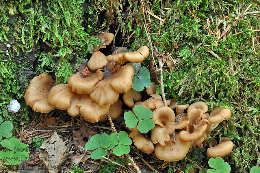 Lentinellus cochleatus