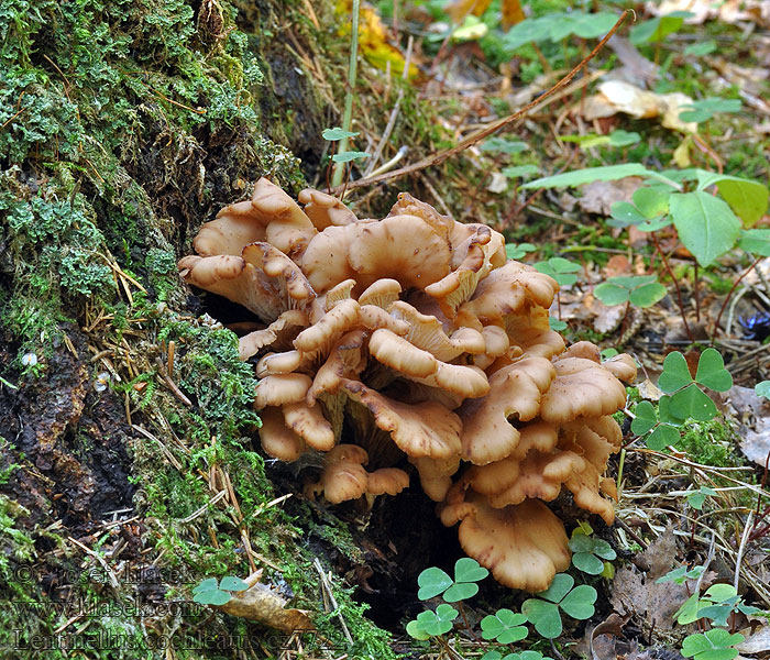 Lentinellus cochleatus