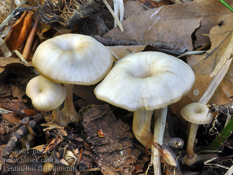 Lentinellus flabelliformis Houžovec kalichovitý vějířovitý