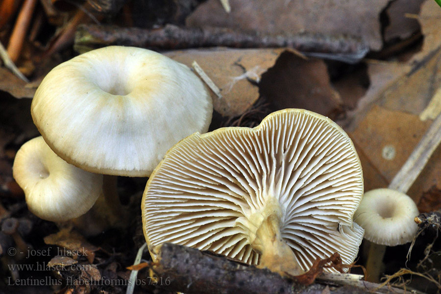 Lentinellus flabelliformis Fächerförmiger Zähling