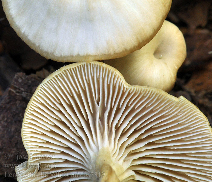 Lentinellus flabelliformis Twardówka wachlarzowata