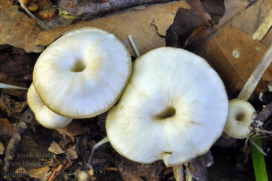 Houžovec kalichovitý Lentinellus flabelliformis