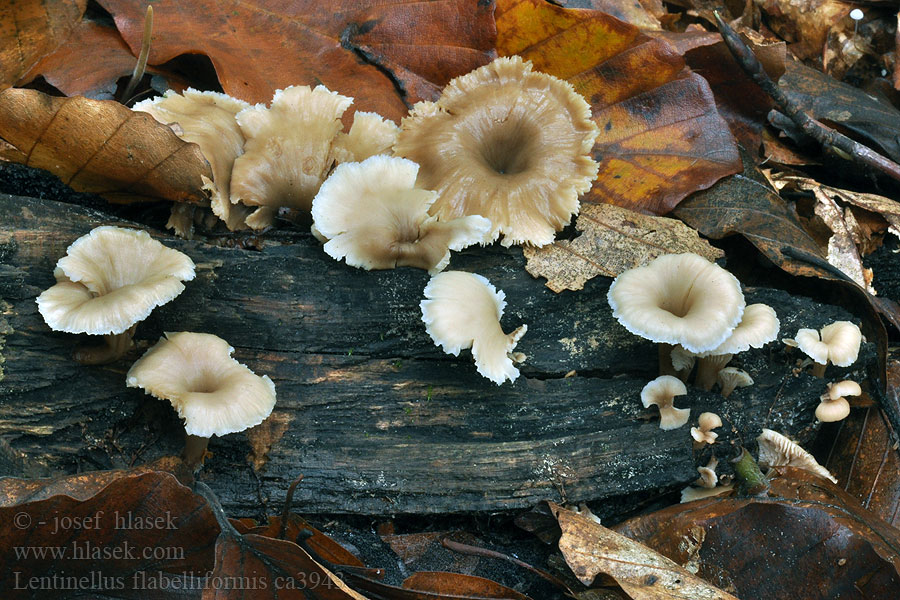 Fächerförmiger Zähling Lentinellus flabelliformis