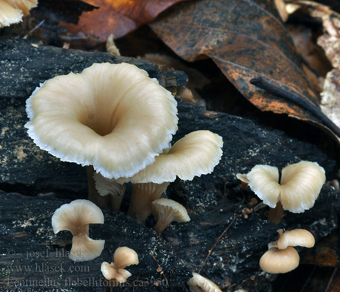 Twardówka wachlarzowata Lentinellus flabelliformis