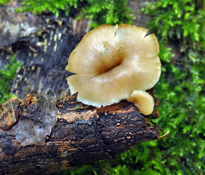 Lentinellus flabelliformis