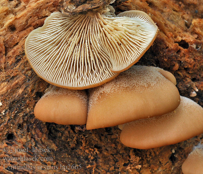 Lentinellus ursinus Houžovec medvědí