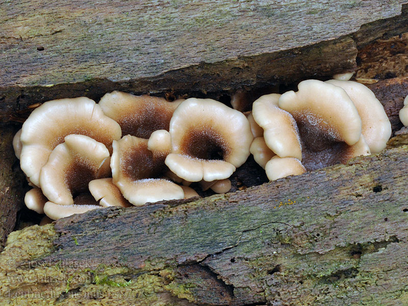 Houžovec medvědí Lentinellus ursinus