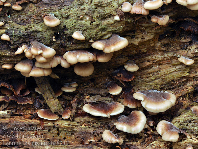 Lentinellus_ursinus_bs8717