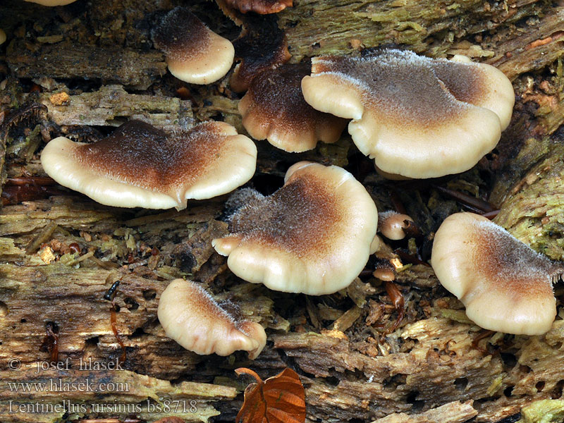 Geschichteter Zähling Lentinellus ursinus