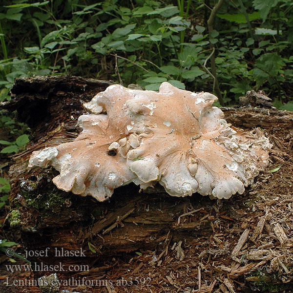 Lentinus cyathiformis Houževnatec pohárovitý Becherförmige Sägeblättling 浅杯状香菇 Glat sejhat Rőt fagomba Twardziak pucharowaty Пилолистник бокаловидный Húževnatec pohárovitý Brun seghatt