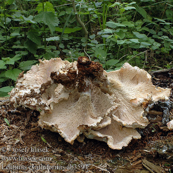 Lentinus cyathiformis ab3594