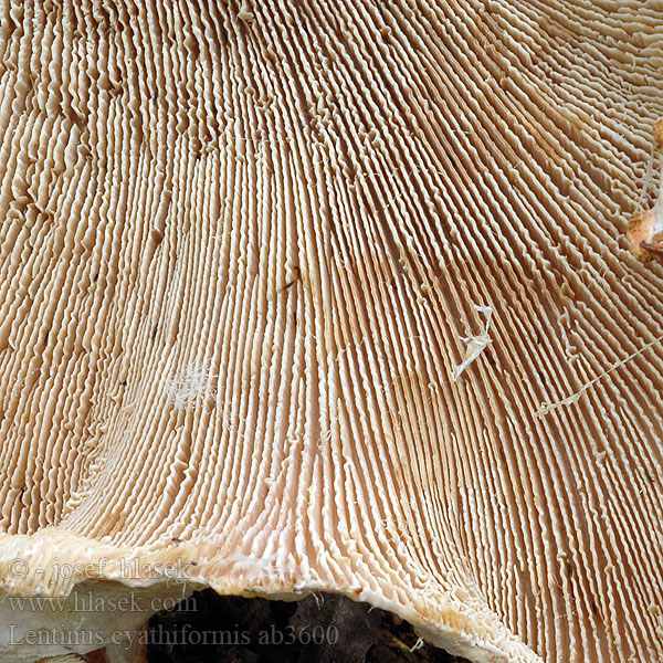 Húževnatec pohárovitý Brun seghatt Lentinus cyathiformis Houževnatec pohárovitý Becherförmige Sägeblättling 浅杯状香菇 Glat sejhat Rőt fagomba Twardziak pucharowaty Пилолистник бокаловидный