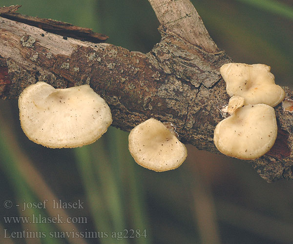 Lentinus suavissimus ag2284