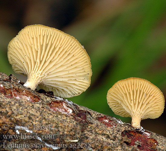 Lentinus suavissimus Doftmussling Smaržīgā sīkstene Tuoksuvinokas Duftlærhatt Anissägeblättling Anis Sägeblättling Odeur anisée forte Anis-sejhat ニオイカワキタケ Панус ароматнейший Vrbova strnjenka Panus Houževnatec vonný Twardziak anyżkowy Húževnatec voňavý