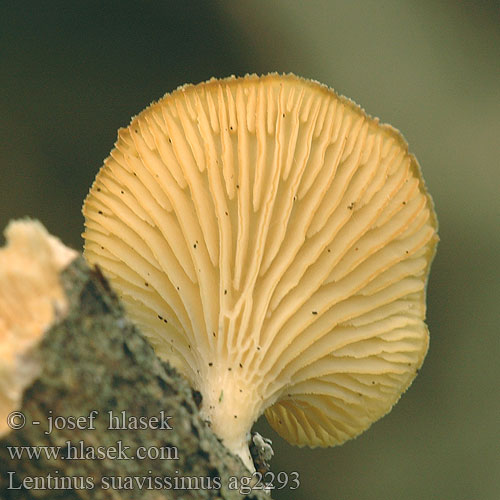 Lentinus suavissimus ag2293