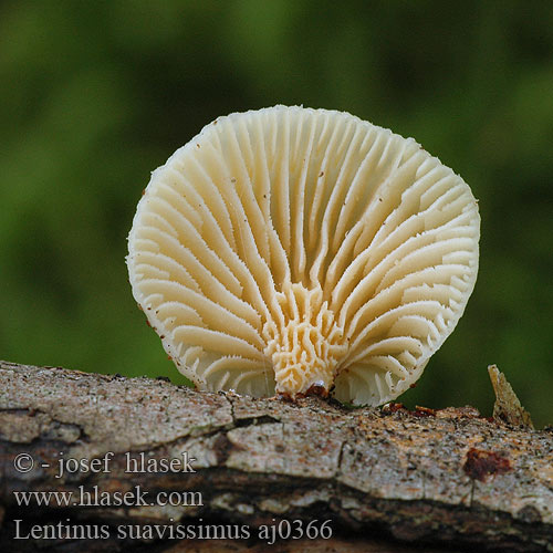 Lentinus suavissimus Odeur anisée forte Anis-sejhat ニオイカワキタケ Панус ароматнейший Vrbova strnjenka Panus Houževnatec vonný Twardziak anyżkowy Húževnatec voňavý Doftmussling Smaržīgā sīkstene Tuoksuvinokas Duftlærhatt Anissägeblättling Anis Sägeblättling