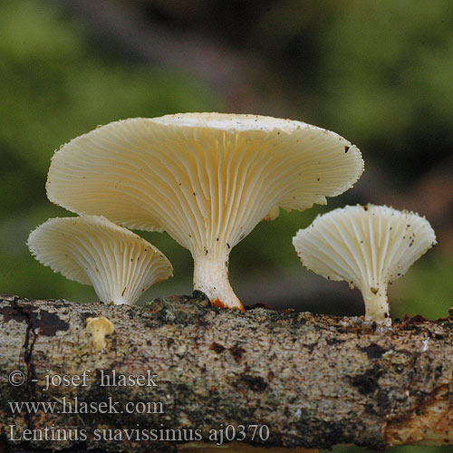 Lentinus suavissimus aj0370