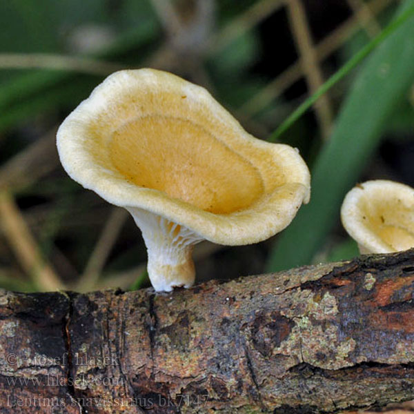 Lentinus_suavissimus_bk7147