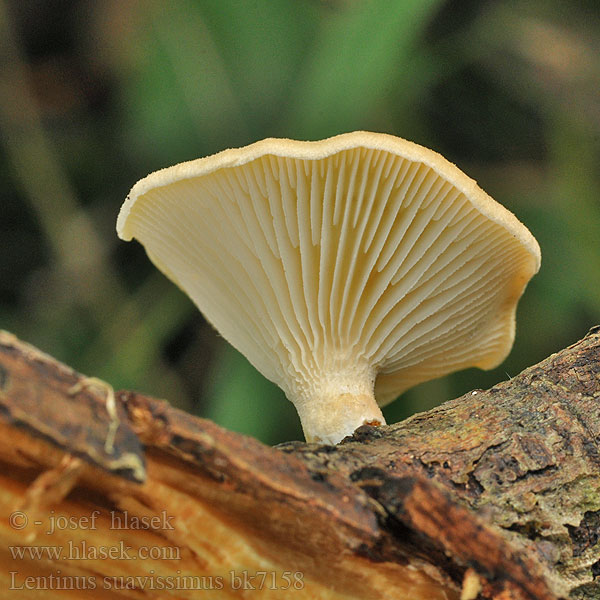 Lentinus_suavissimus_bk7158