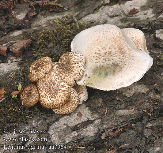 Lentinus tigrinus aa7364