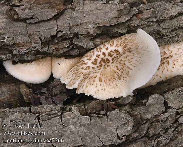 Lentinus tigrinus aa7366