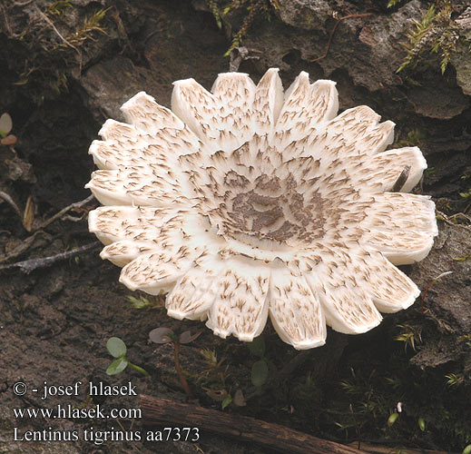 Lentinus tigrinus aa7373